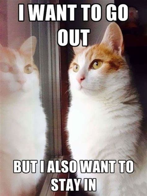 — we hope these funny cat memes made your day. 40 Funny Pictures Of Cat Memes To Brighten Up Your Day