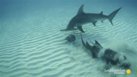 Hammerhead Vs Stingray Smithsonian