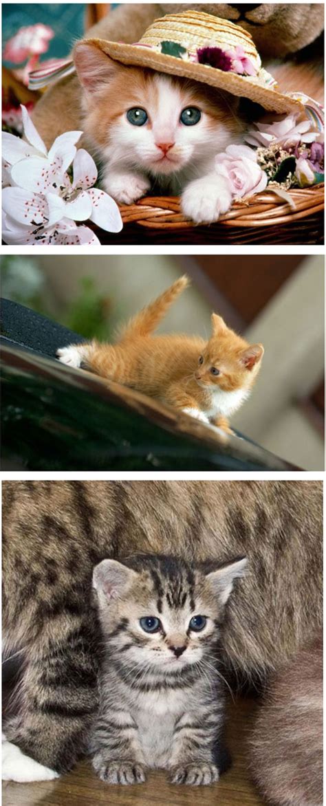 20gambar Koleksi Gambar Kucing Yang Seriusly Cuteness Overload