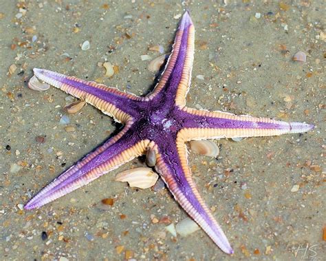 Purple Starfish Photograph By Holly Stevens Fine Art America