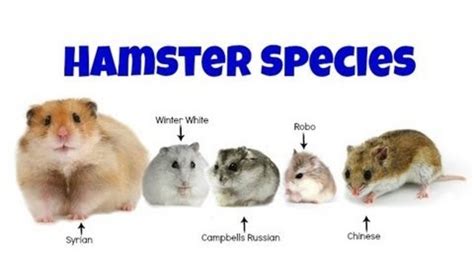 The 5 Domesticated Hamster Species Video Dailymotion