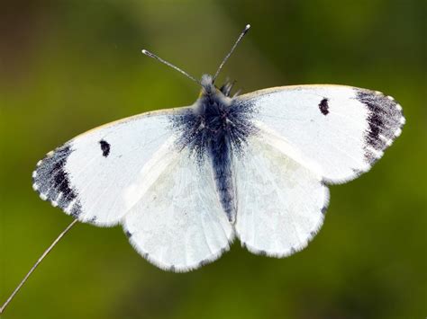 Orange Tip Butterfly Conservation