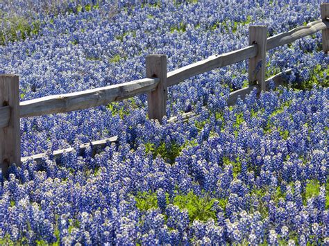 Maybe you would like to learn more about one of these? 15 Beautiful Pictures of Spring Flowers Around the World ...