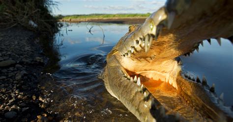 American Surfer Mauled By Crocodile In Costa Rica Huffpost
