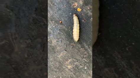 Wax Moth Larva Vs Small Hive Beetle Larva Youtube