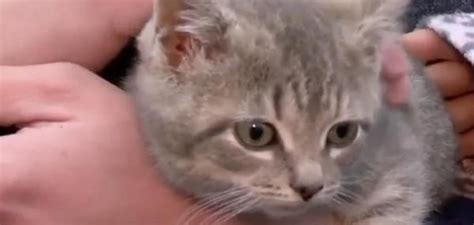 Kitten Survives 600 Mile Trip Under Hood Of Truck Kitten Trip Survival