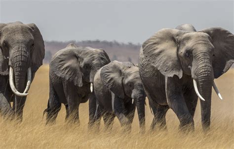 Wallpaper Savannah Africa Elephants The Herd Images For Desktop