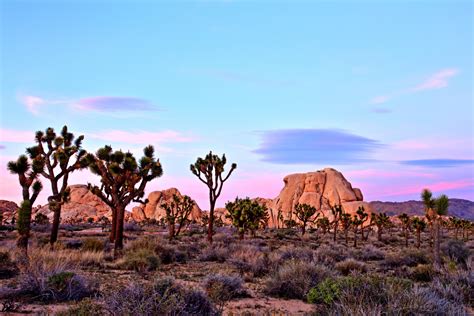 Joshua Tree National Park At Sunset Pop And Thistle