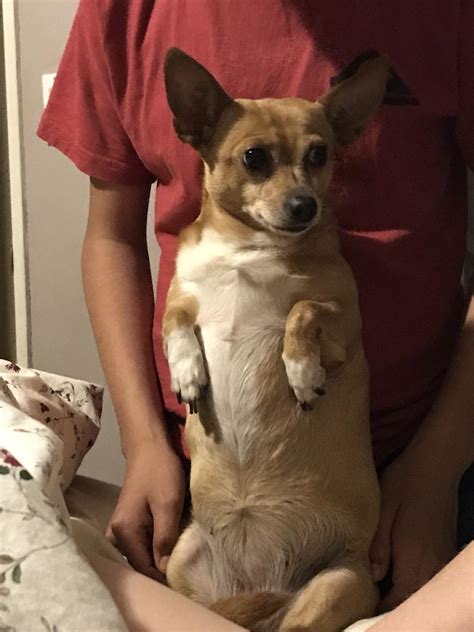 Our Corgi Chihuahua Her Name Is Minnie Shes Our Fat Little Sausage She Is One Of The