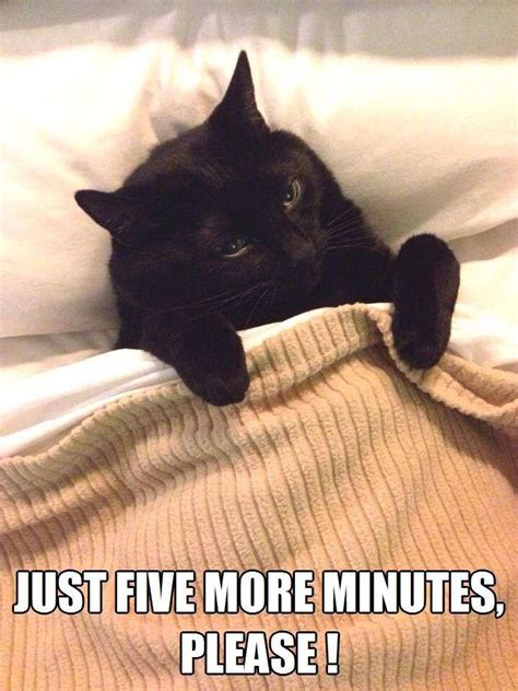 Just Five More Minutes Please Cats Pretty Cats Beautiful Cats