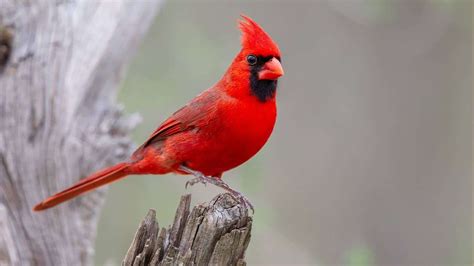 Different Types Of Cardinals Birds In The United States
