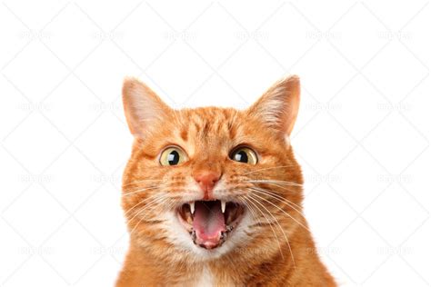 Meowing Ginger Cat Stock Photos Motion Array