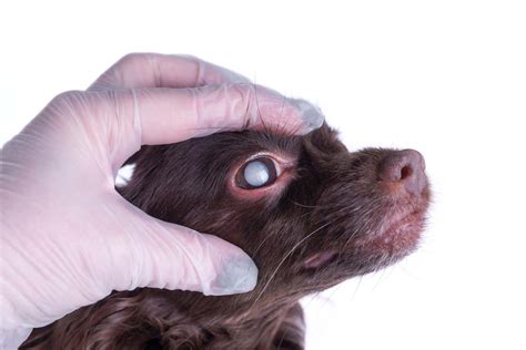 9 Most Common Dog Eye Problems To Watch Out For