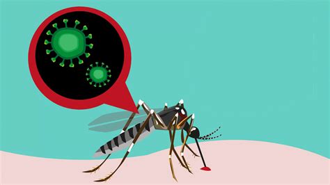 Descubren Por Qué El Virus Del Zika Se Volvió Tan Peligroso Invdes