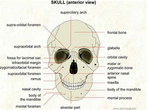The Forman Anatomy