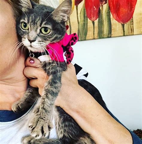 Meet The Tiny Forever Kitten Who Is Nearly Three Years Old But Weighs