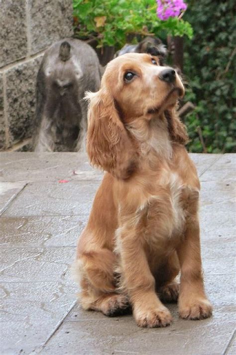 So könnt ihr euch zwischen leberfarben, blauschimmel, golden und vielem mehr entscheiden. 22 Cute Golden Cocker Spaniel Pictures You Will Love | The ...