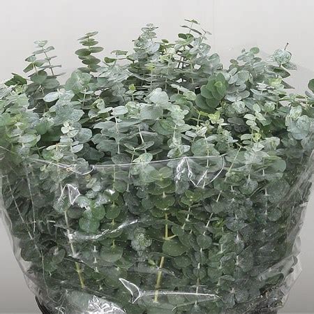 Eucalyptus Baby Blue 50cm Wholesale Dutch Flowers Florist Supplies UK