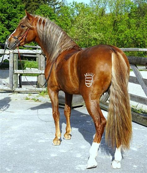 Distinct Percherons Article Horses Andalusian Horse Beautiful Horses