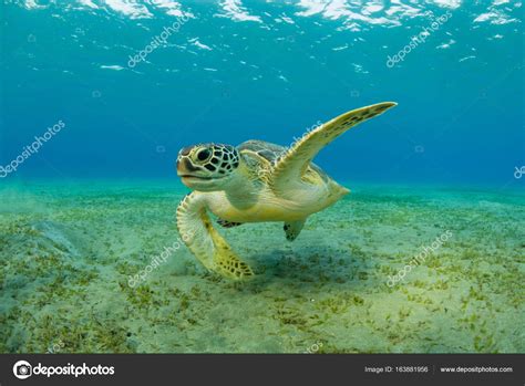 Hawksbill Turtle Eating Sea Grass From Sandy Bottom Stock Photo By ©jag