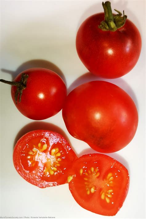 Lille Lise Tomato A Comprehensive Guide World Tomato Society