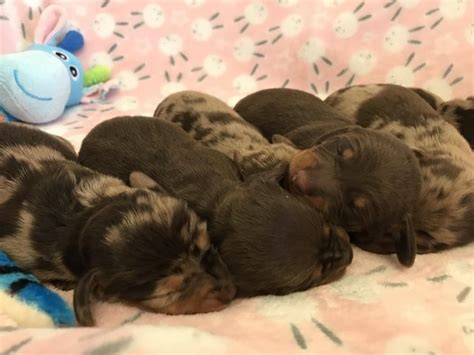 Adorable Dachshund Puppies Los Angeles Westside For Sale Los Angeles