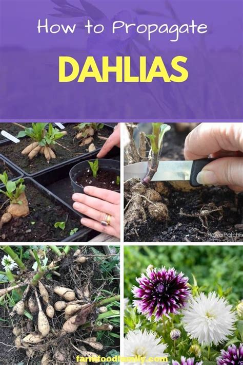 How To Propagate Dahlias Dahlia Dalia Flower Plants