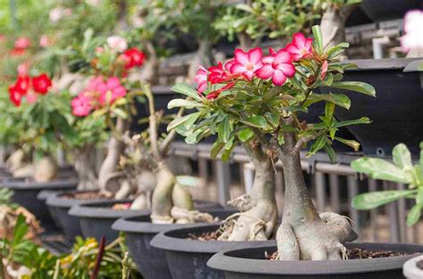 It was a big hit, too, as it was a 2,000 aars and smashed the record for sales of a new rose. Desert Rose: How To Grow And Care For The Adenium Obesum