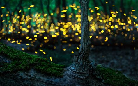 Fireflies Mostbeautiful
