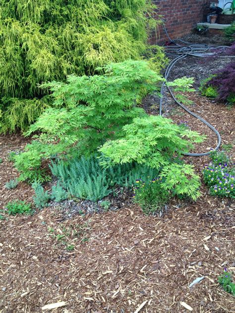 Acer Japonicum Green Cascade Japanese Maple Mr Maple │ Buy Japanese