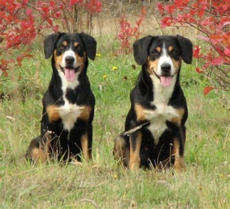 Entlebucher Mountain Dog Vs Appenzell Mountain Dog Breed Comparison