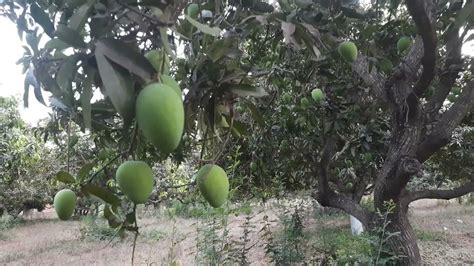 Indian Organic Mango Orchard Tour YouTube