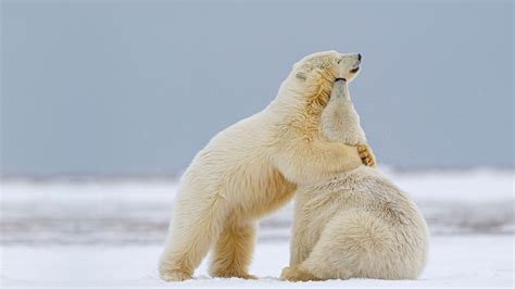 Two Polar Bears Alaska Bing Wallpaper Download