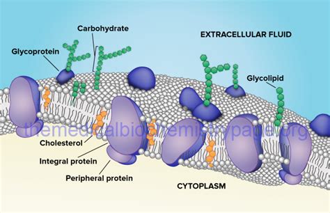 Glycolipid Diagram