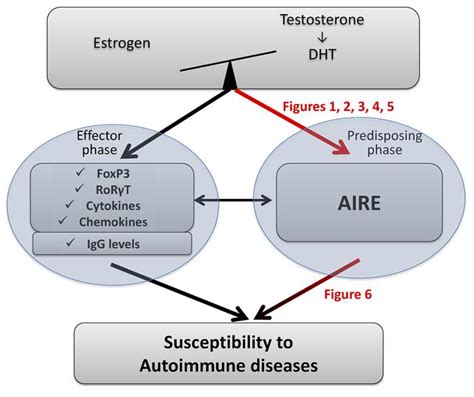 Jci Estrogen Mediated Downregulation Of Aire Influences Sexual Dimorphism In Autoimmune Diseases