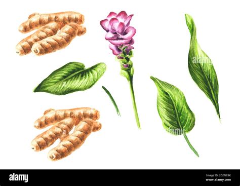 Turmeric Plant Illustration Hi Res Stock Photography And Images Alamy