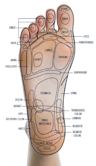 Reflexology Foot Massager U S Jaclean