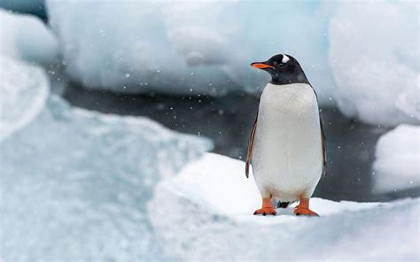 Penguin Antarctica Snow Ice Hd Wallpaper Peakpx