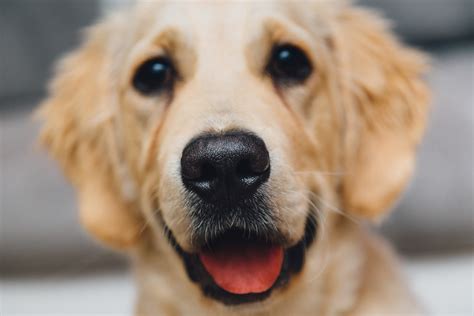 Free Images Pet Nose Golden Retriever Snout Animals Vertebrate