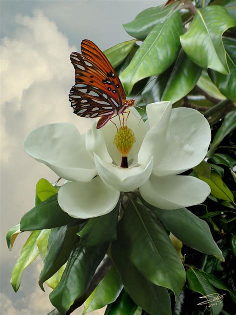 Butterfly On Magnolia Blossom Photograph By Im Spadecaller