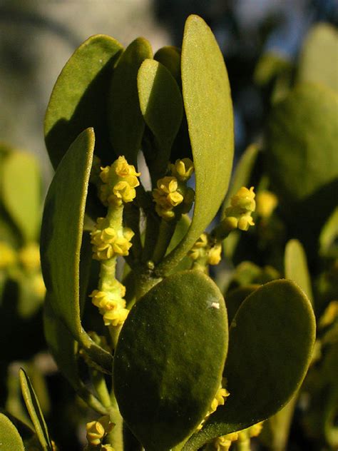 Phoradendron Leucarpum Oak Mistletoe Discover Life