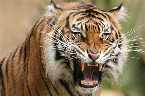 191 Vicious Tiger Stock Photos Free And Royalty Free Stock Photos From