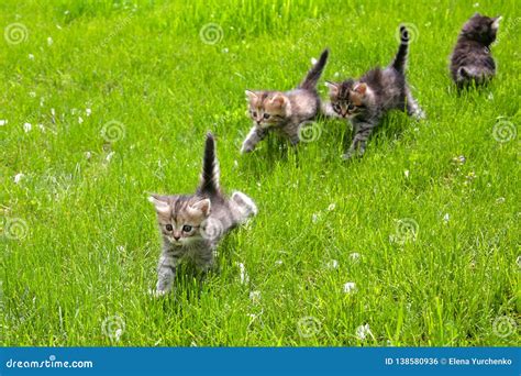 Group Of Furry Little Kittens Walking On The Grass Stock Photo Image