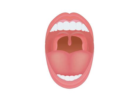 510 Uvula Stock Photos Pictures And Royalty Free Images Istock