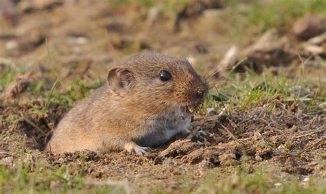 Günthers Vole Smaller Mammals Of The W Palearctic · Biodiversity4all