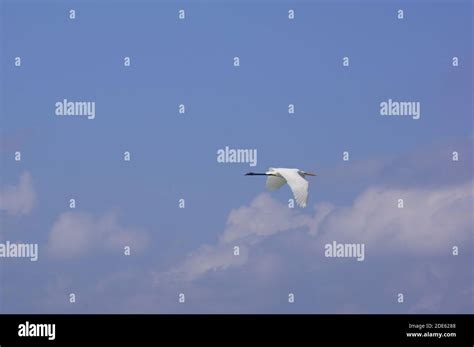 A White Heron Is Flying High In The Sky Of Crete Greece Stock Photo