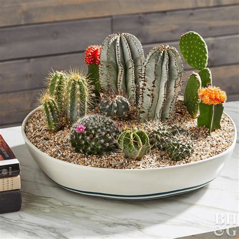 Cactus Platter Small Home Decoration Ideas Dish Garden Shade Flowers