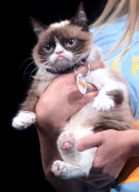 Meet Kitzia The New Grumpy Cat Whos Even Angrier Than Her Predecessor