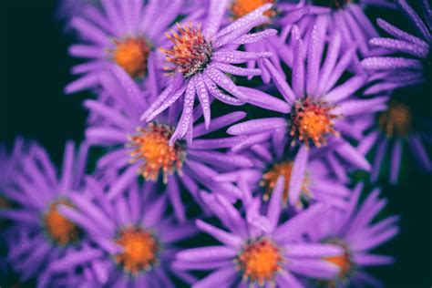 Fotos Gratis Naturaleza Pétalo Florecer Verano Floral Primavera