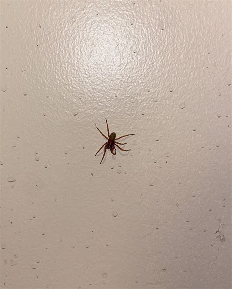 Chicago Il November 15th Brown Recluse Rwhatsthisbug